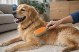 Golden retriever being brushed with a pet grooming brush on carpet at home